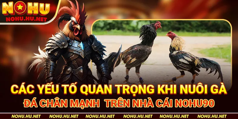 Các yếu tố quan trọng khi nuôi gà đá chân mạnh  trên nhà cái Nohu90 