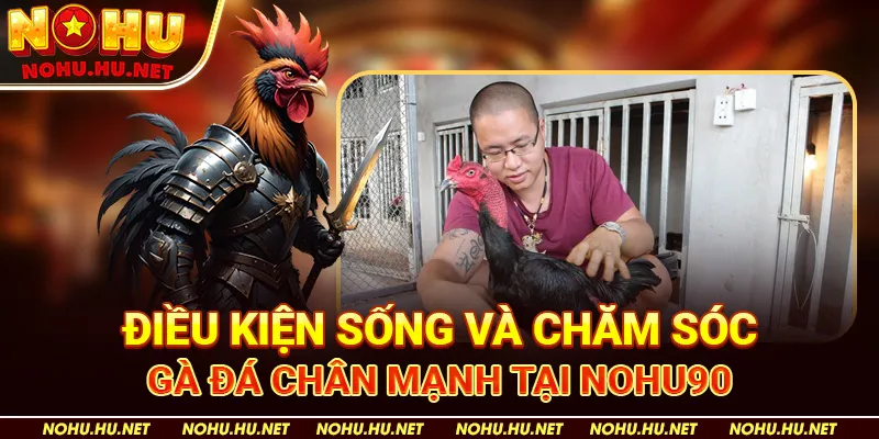 Điều kiện sống và chăm sóc gà đá chân mạnh tại Nohu90 