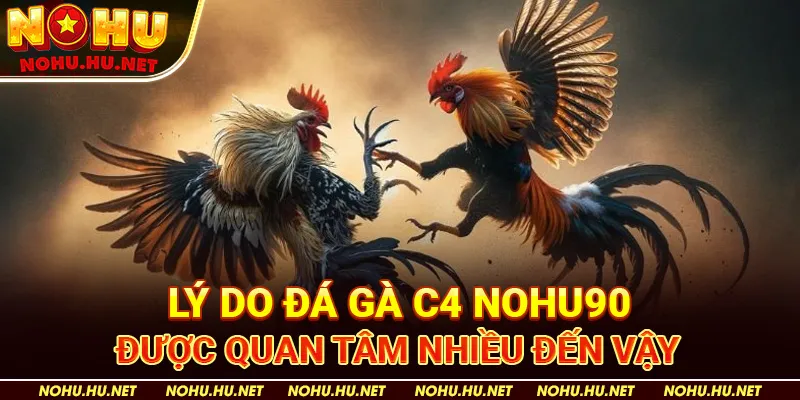 Lý Do Đá Gà C4 Nohu90 Được Quan Tâm Nhiều Đến Vậy